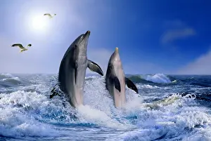 Bottlenose: Bottlenose dolphins (Tursiops truncatus) and gulls