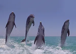 Truncatus: Bottlenose Dolphins (tursiops truncatus), Leaping