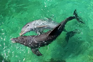 Truncatus: Bottlenose dolphins (Tursiops truncatus) playing