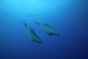 Tuamotu: Bottlenose dolphins (Tursiops truncatus), swimming