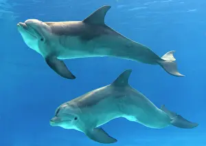 Bottlenose Dolphins - underwater
