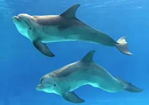 Bottlenose: Bottlenose dolphins - underwater