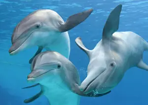 Bottlenose: Bottlenose dolphins - underwater