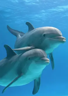 Bottlenose: Bottlenose dolphins - two underwater