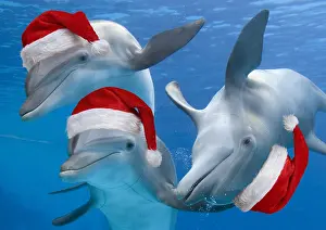240519: Bottlenose Dolphins, wearing Christmas hats