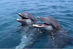 Jaws: Bottlenose DOLPHINS - x two heads above water