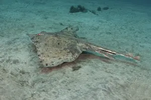 Bottlenose: Bottlenose skate (Rostroraja alba). It is a male