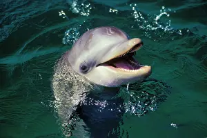 Bottlenosed: Bottlenosed Dolphin
