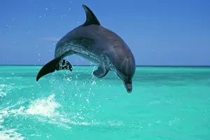 Bottlenosed: Bottlenosed Dolphin