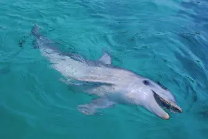 Bottlenosed: Bottlenosed Dolphin