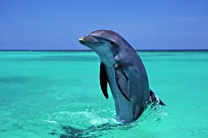 Bottlenosed: Bottlenosed Dolphin - emerging from water
