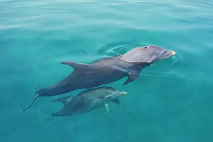 Bottlenosed: Bottlenosed Dolphin - female & calf