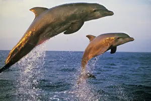 Bottlenosed: Bottlenosed Dolphin - Jumping from water in late evening
