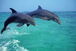 Bottlenosed: Bottlenosed Dolphin - two leaping
