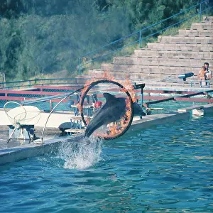 Bottlenosed: Bottlenosed Dolphin - leaping through flaming hoop