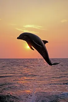 Bottlenosed: Bottlenosed DOLPHIN - leaping at sunset