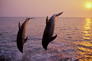 Bottlenosed: Bottlenosed Dolphin - two leaping at sunset