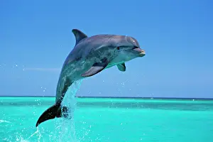 Bottlenosed: Bottlenosed Dolphin - Leaping out of water