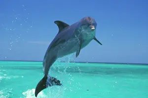 Bottlenosed: Bottlenosed Dolphin - Leaping from water