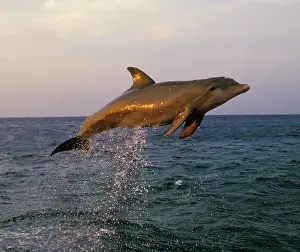 Bottlenosed: Bottlenosed Dolphin - Leaping out of water in late