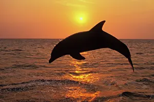 Bottlenosed: Bottlenosed Dolphin - Leaping out of water at sunset