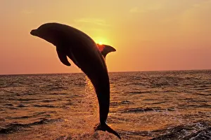 Bottlenosed: Bottlenosed Dolphin - Leaping out of water at sunset