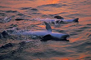Bottlenosed: Bottlenosed Dolphin - two on back at sunset