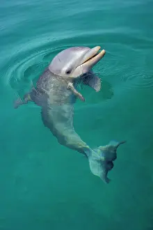Bottlenosed: Bottlenosed Dolphin - Young, face held out of water