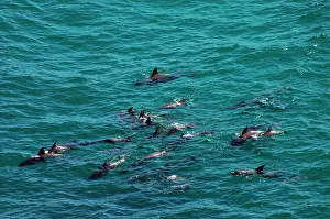 Bottlenosed: Bottlenosed Dolphins - group swimming off coast at Kalbarri
