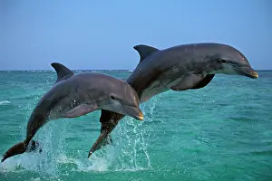 Bottlenosed: Two Bottlenosed Dolphins jumping