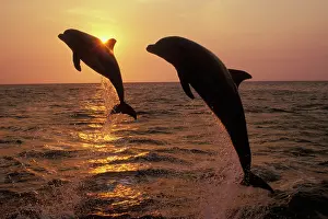 Bottlenosed: Bottlenosed Dolphins - two leaping at sunset