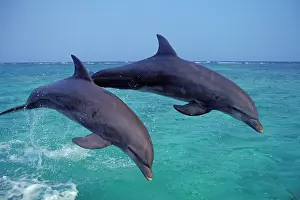 Bottlenosed: Bottlenosed Dolphins - two leaping out of water