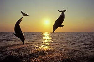 Bottlenosed: Bottlenosed Dolphins - Leaping out of water at sunset