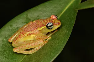 Andasibe: Botts Bright-eyed Frog (Boophis bottae) on a leaf