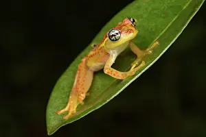 Andasibe: Botts Bright-eyed Frog (Boophis bottae) on a leaf