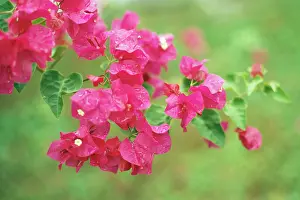 Bougainvillea: BOUGAINVILLEA
