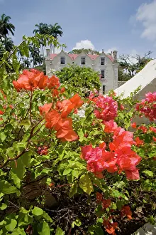Bougainvillea: Bougainvillea