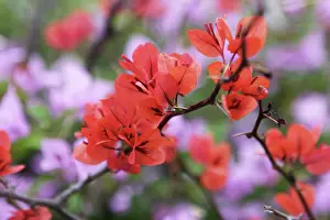 Bougainvillea: Bougainvillea