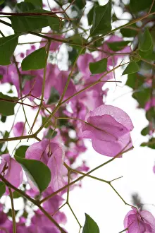 Bougainvillea: Bougainvillea