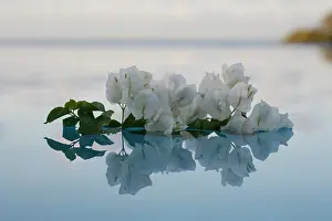 Sympathy: Bougainvillea