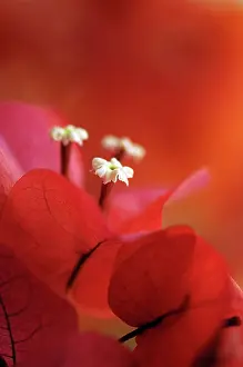 Bougainvillea: Bougainvillea