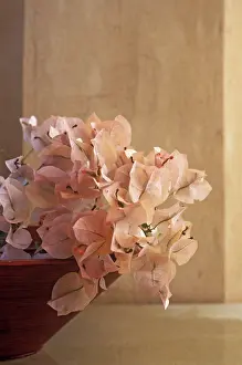 Minimal: Bougainvillea