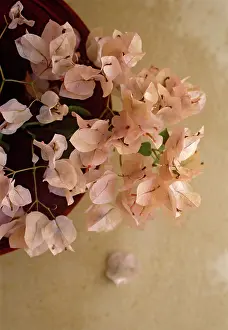 Bougainvillea: Bougainvillea