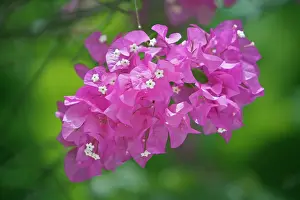 Bougainvillea: Bougainvillea