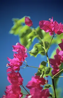 Bougainvillea: Bougainvillea