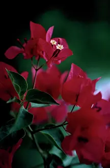Creeper: Bougainvillea