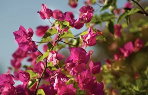Creeper: Bougainvillea