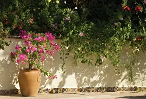 Combinations: Bougainvillea
