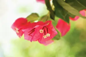 Creeper: Bougainvillea