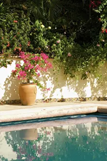 Combinations: Bougainvillea